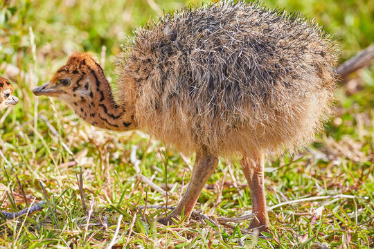 Fluffy ostrich chick pecking in the grass