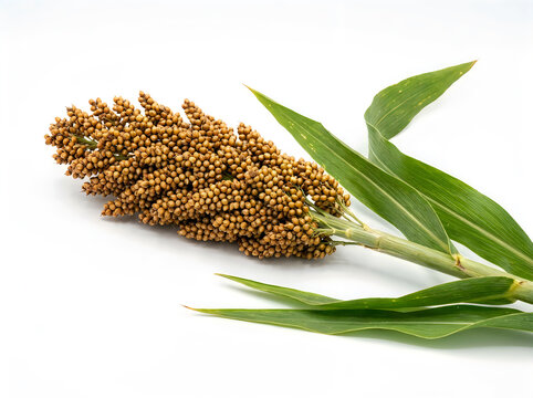 Ripe sorghum grain head with green leaves, cereal crop used for food and feed, isolated on white background