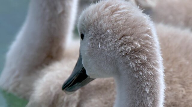 Close Up of Mute Swan Cygnet Head and Downy Feathers