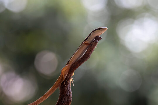 Grass Lizard on beautiful branch ini borneo forest