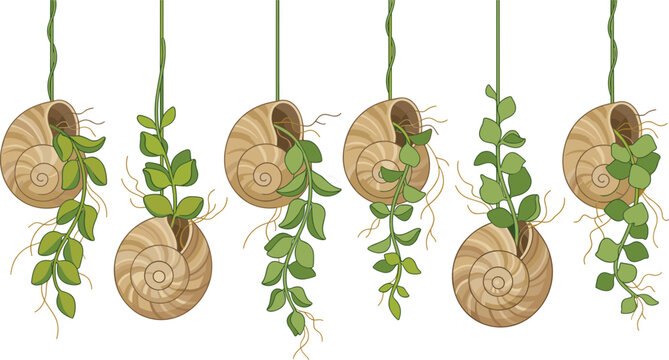 Creative vector illustration set of green trailing succulent plants growing inside hanging sea snail shells isolated on a white background