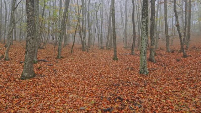 Walking forward foggy autumn forest passing by vertical tree trunks above orange foliage. Cinematic seasonal wilderness video. Atmospheric backdrop for design element.