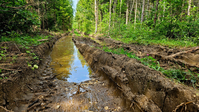 Muddy forest road cutting through dense summer woods, deeply rutted by heavy machinery with large puddles and tire tracks, challenging off road terrain for vehicles and explorers