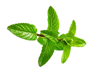 Fresh green mint leaves sprig isolated on transparent background © m________k____