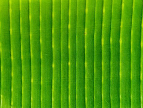 Fresh vibrant green banana leaf texture with natural parallel lines
