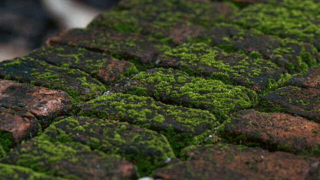 Close-up of vibrant green moss growing on weathered terracotta roof tiles, natural macro texture of aged clay tile with lichen