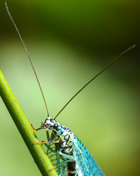 Giant antlion (Palpares) perched on a green plant stem in close-up macro, exotic insect with extremely long antennae and detailed transparent wings, wildlife in nature.