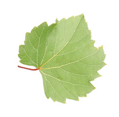 Fototapeta premium Fresh green grape leaf isolated on white