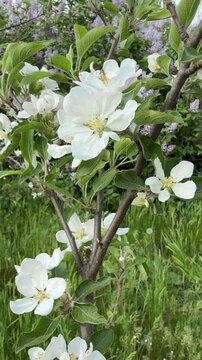 Spring blossom of apple tree in orchard, vertical video.