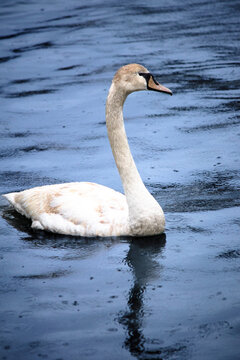 Ornithology. Mute swan is swiming. A mute swan (Cygnus olor) in the Bosphorus Istanbul during its autumn migration. Bird, animal concept. No people, nobody.