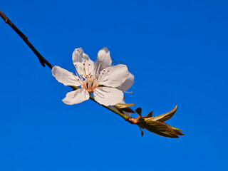 Beautiful white cherry blossom flower on a branch against a clear blue sky background close up © Milan