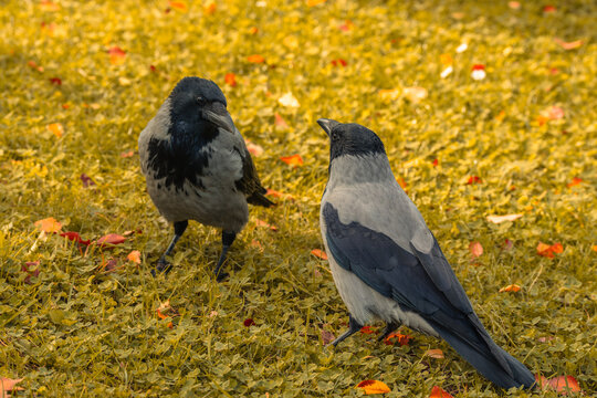 Two hooded crows stand facing each other on a grassy lawn scattered with small red and orange fallen leaves.