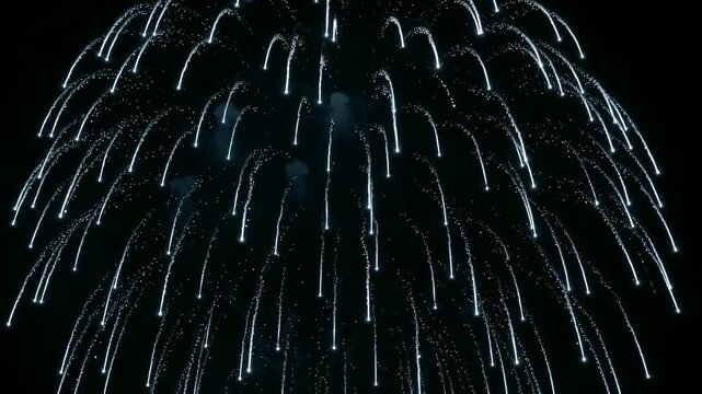 White weeping willow fireworks exploding in the dark night sky during celebration