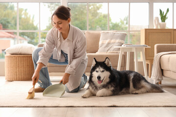 Pet care and home cleaning, woman sweeping floor with husky dog in living room, domestic life and pet ownership with animal shedding and maintenance © Pixel-Shot