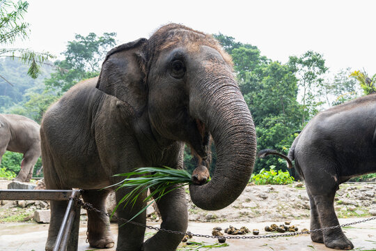 Asian elephant wildlife conservation and ecotourism concept, close up frontal portrait of elephant eating fresh green grass in sanctuary, representing biodiversity, and gentle giant fauna.
