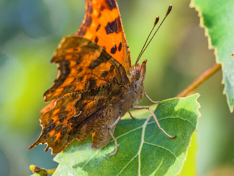 Comma butterfly (Polygonia c-album) resting on a green leaf in close-up macro, bright orange wings with black spots and ragged edges, insect pollinator, European wildlife.