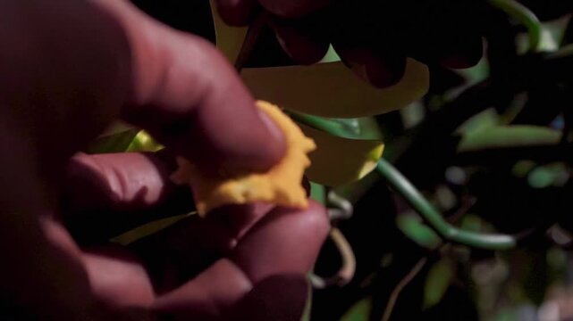 Two hands carefully open a vanilla flower for hand pollination in Brazil, handheld shot.