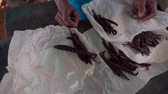 Hands sort several piles of dried vanilla pods in Chapada dos Veadeiros, Brazil, handheld shot.