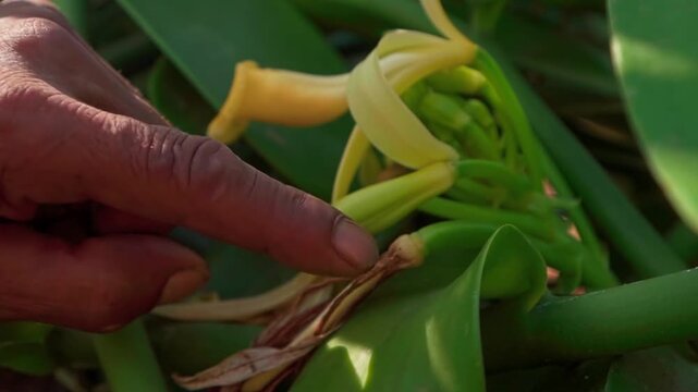 A thumb presses a vanilla flower to pollinate it in Chapada dos Veadeiros, Brazil, static shot.