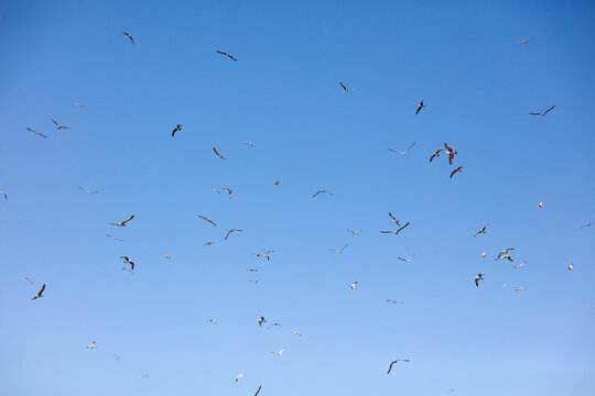 Flock of seagulls soars against a clear blue sky