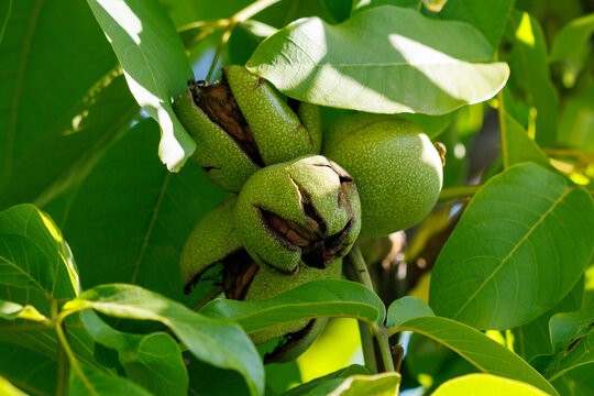 Green walnuts grow on a tree branch. Lush leaves surround the developing fruit.