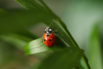 Biodiversity and ecosystem health, ladybug on a green leaf with morning dew drops in a natural garden environment for environmental conservation concepts © Pixel-Shot