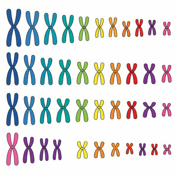 A colorful illustration of a human karyotype showing organized chromosomes.