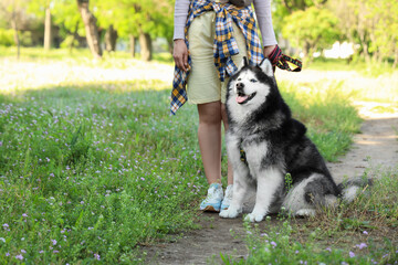 Pet ownership and companionship, woman walking with siberian husky dog in park during spring season for outdoor recreation and healthy lifestyle activity © Pixel-Shot
