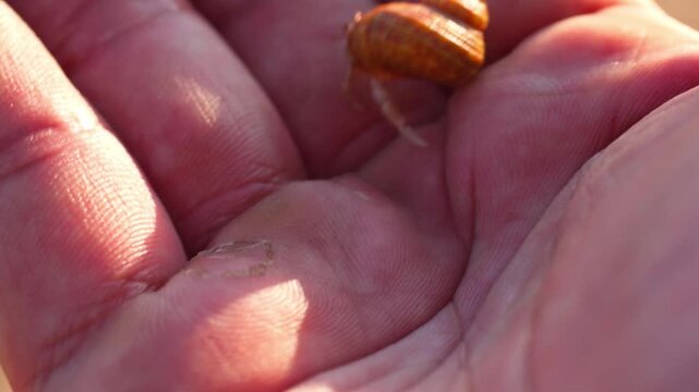 Extreme close up macro shot of small hermit crab emerging from its shell and crawling on a human palm in warm outdoor light. Ideal background for nature, wildlife, travel, and cinematic projects.
