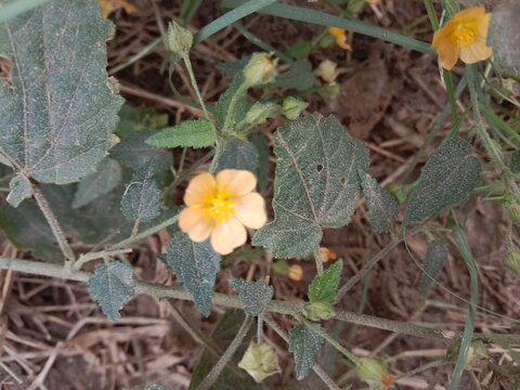 Sida cordata, commonly known as heartleaf sida, with a delicate yellow flower and heart-shaped green leaves growing on a slender hairy stem in a natural outdoor setting.