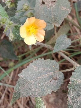 Sida cordata, commonly known as heartleaf sida, with a delicate yellow flower and heart-shaped green leaves growing on a slender hairy stem in a natural outdoor setting.