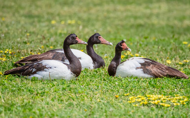 Magpie Geese resting on the grass © Merrillie