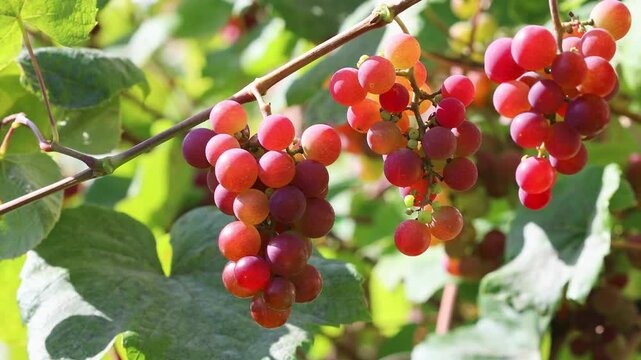 Ripe grapes hanging on vineyard branches in farm garden, swaying from wind under sunlight. Fresh fruit harvest on vine in rural agricultural countryside for winery and healthy food.