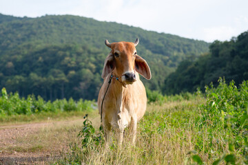 Cow portrait on pasture at sunset © Chanapong 