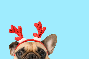 Cute French bulldog in reindeer horns on blue background. Christmas celebration © Pixel-Shot