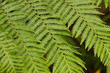 Naklejka premium Fern fronds are overlapping across frame in shaded forest understory, showing serrated leaflets