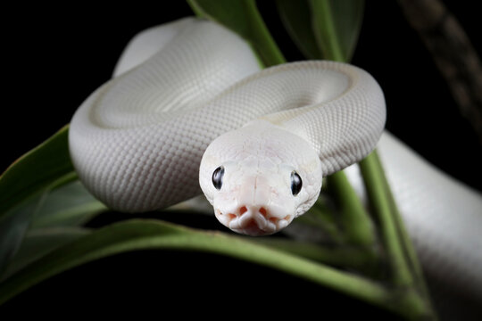 Closeup head white leucistic ball python snake on isolated background, Closeup royal python, White ball python on black background, Blue-eyed leucistic python with dark background
