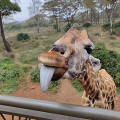 A close-up wildlife photograph of a giraffe leaning toward the camera from behind a viewing vehicle or railing. © Roberto