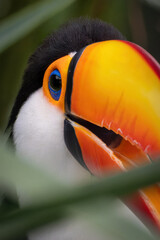 Close-up of a toco toucan's head. © lapis2380