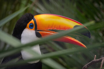Close-up of a toco toucan's head. © lapis2380
