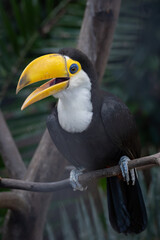 Close-up of a toco toucan's head. © lapis2380