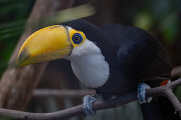 Close-up of a toco toucan's head. © lapis2380