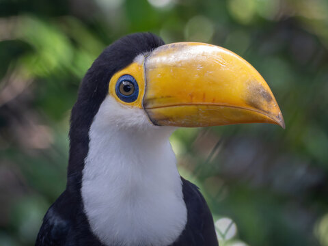 Close-up of a toco toucan's head.
