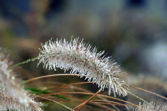 Hameln dwarf fountain grass (Pennisetum) covered sparkle ice in winter garden, soft focus