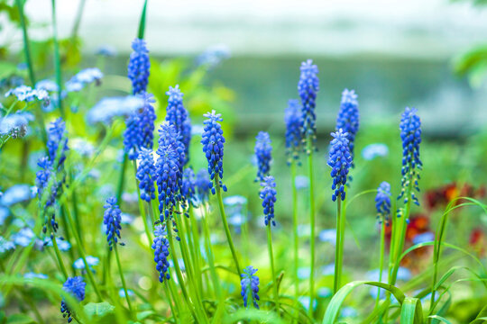 Blue Muscari armeniacum growing in summer ornamental garden