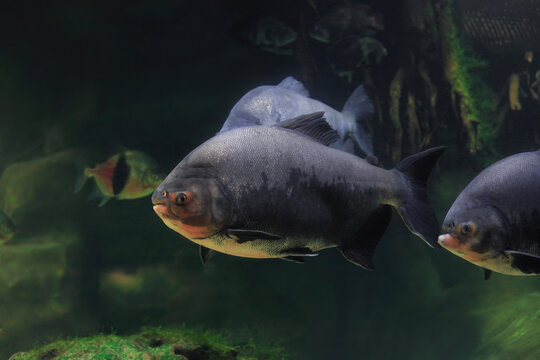 Tambaqui fish ( Colossoma macropomum) swimming in aquarium, side view