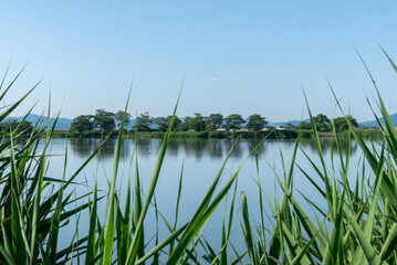 Obraz premium 初夏の小さな湖の美しい風景 晴れた湖面のリフレクション 水鏡 滋賀県草津市 平湖