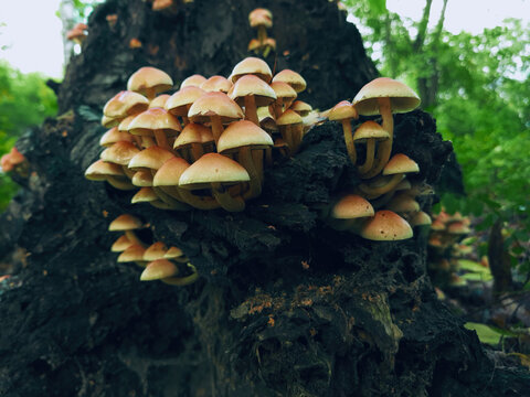 Hypholoma fasciculare mushrooms grow on decomposing tree in woodland