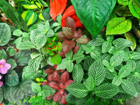 Fittonia variegated foliage. Various green Mosaic leaves tropical plants