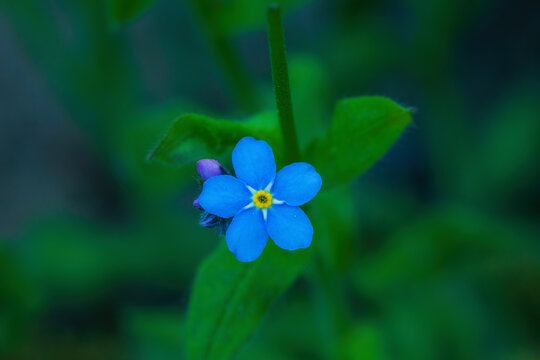 Little blue forget-me-nots flowers bloom in summer ornamental garden, top view